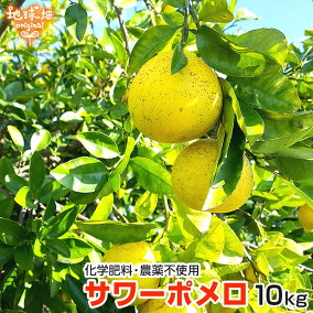 楽天市場 みかん 産地 都道府県 鹿児島 人気ランキング1位 売れ筋商品